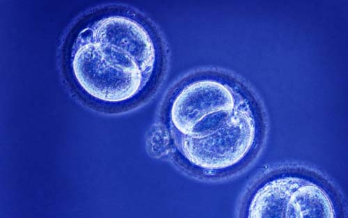 綜述：歐盟干細胞研究研發現狀